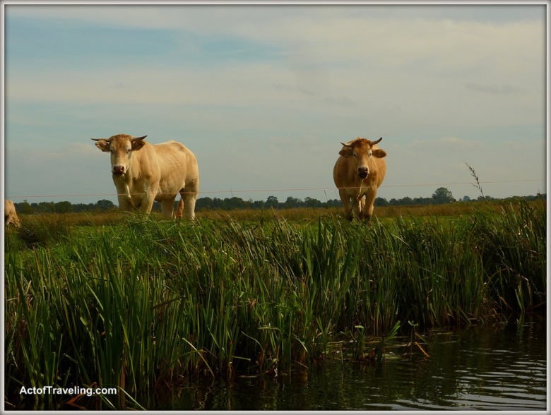 Netherlands with kids