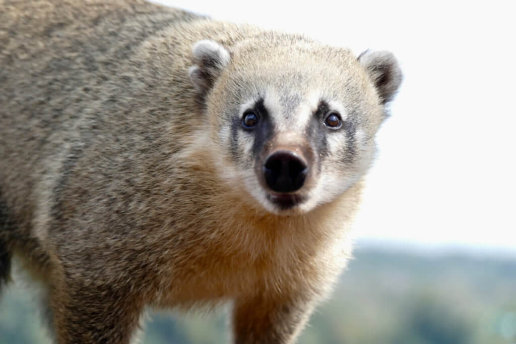 Coati at Iguazu