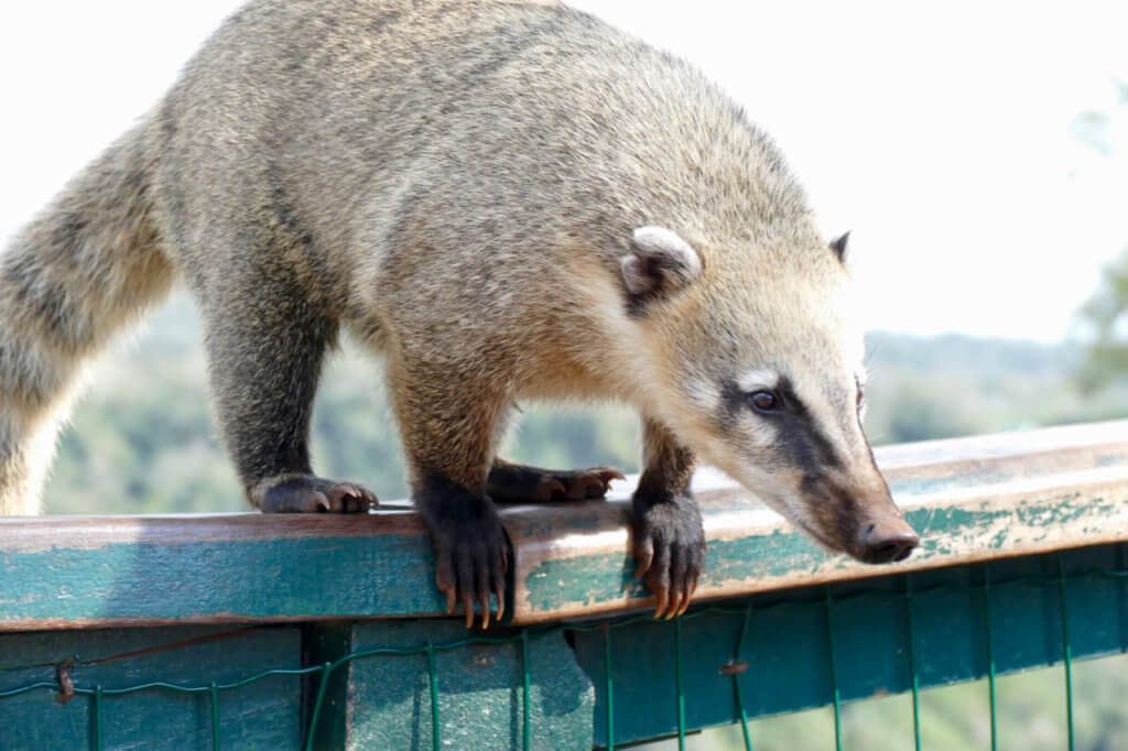 Coati at Iguazu