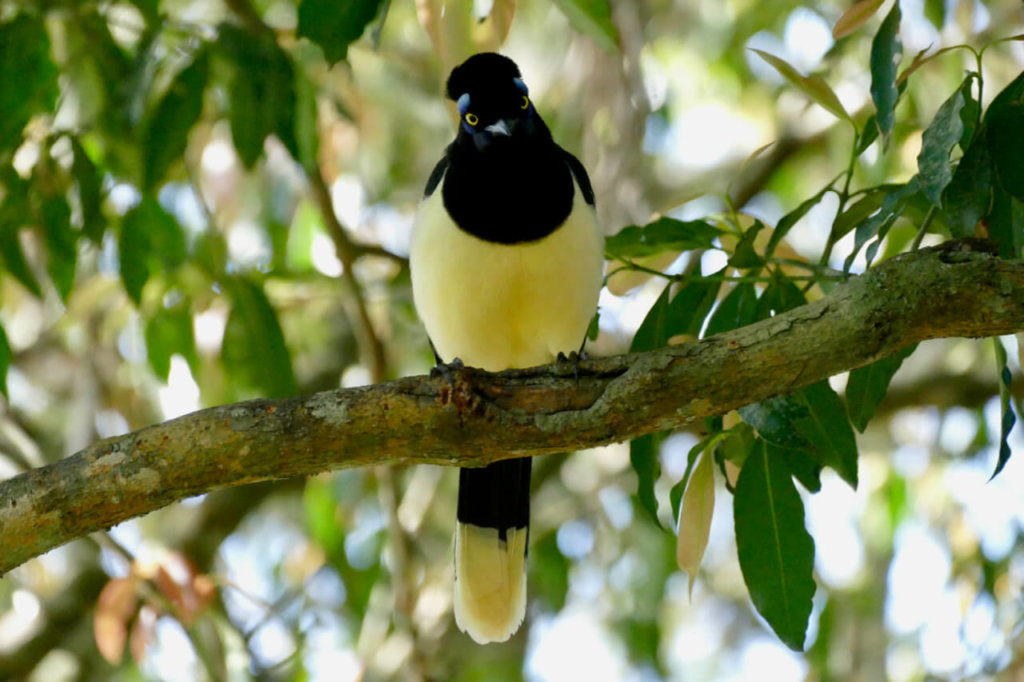 Bird Iguazu