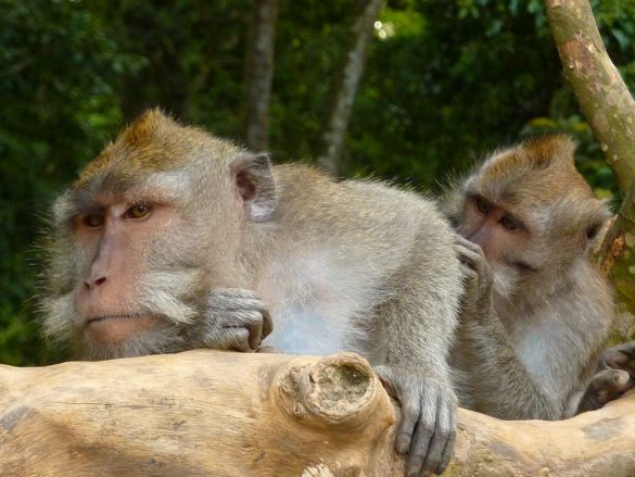 Monkey forest Ubud