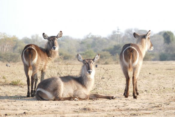 Game drive HESC