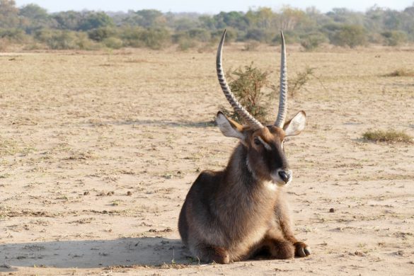 Game drive Kruger