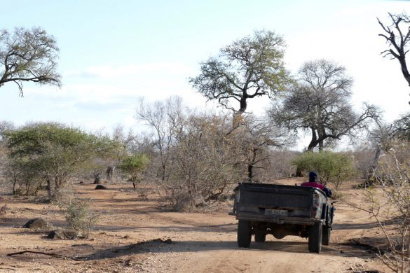 Game drive South Africa