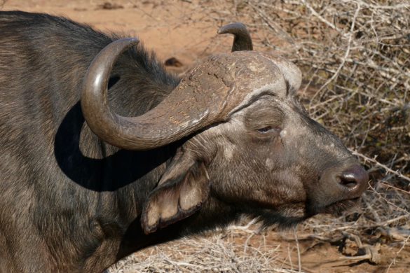 Buffalo Kruger