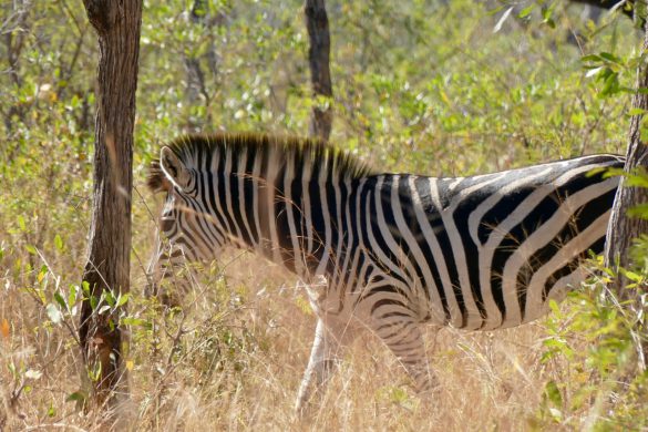 Safari near Kruger