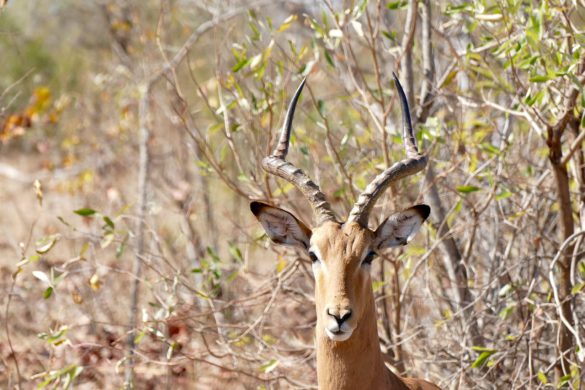 Nature Photography South Africa