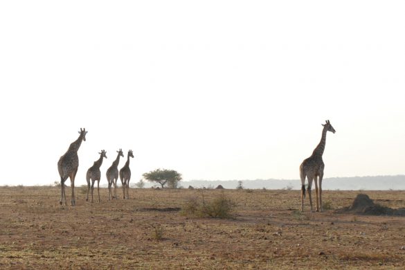 Nature Photography South Africa