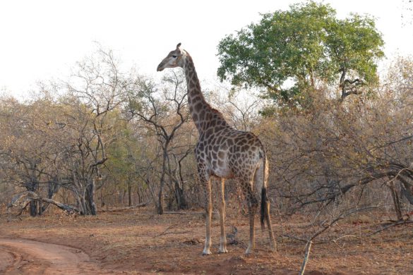 Nature Photography South Africa