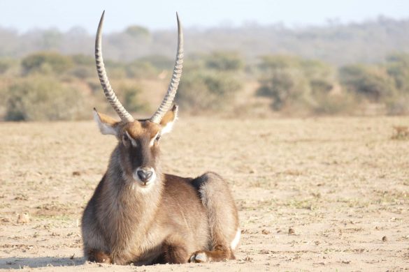 Safari South Africa