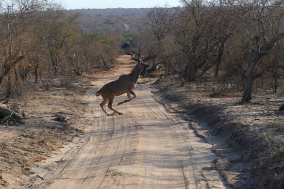 Nature Photography South Africa