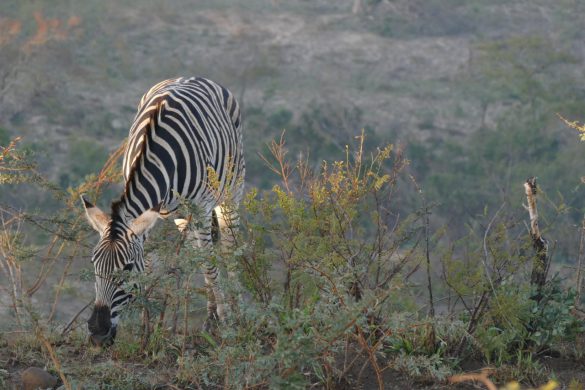 Nature Photography South Africa