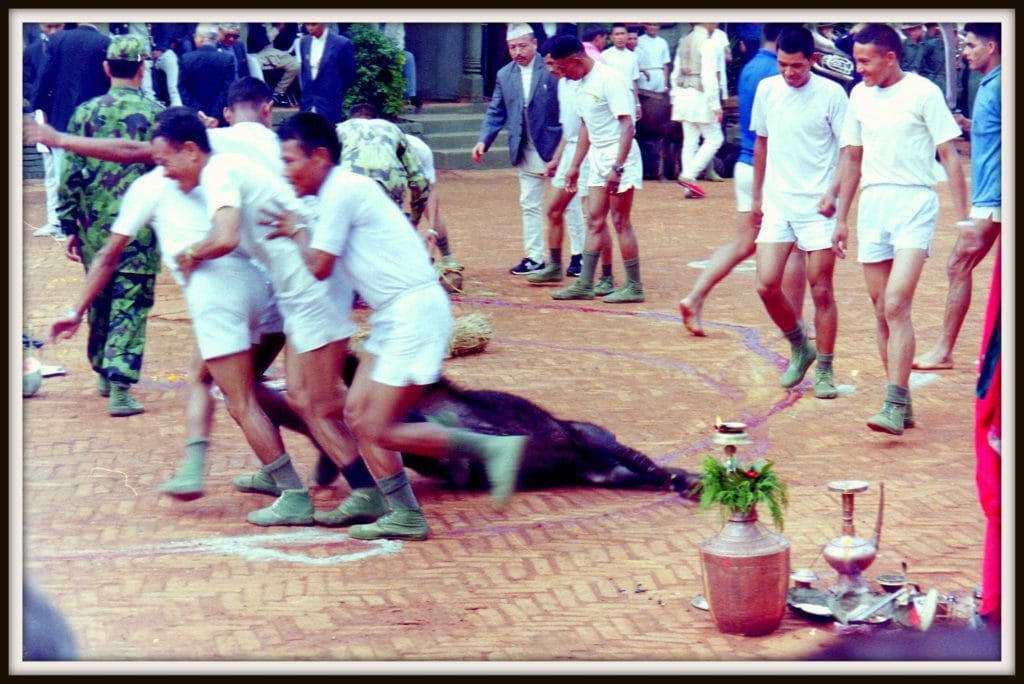 Nepal animal sacrifice