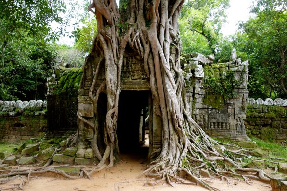 Angkor temple tree