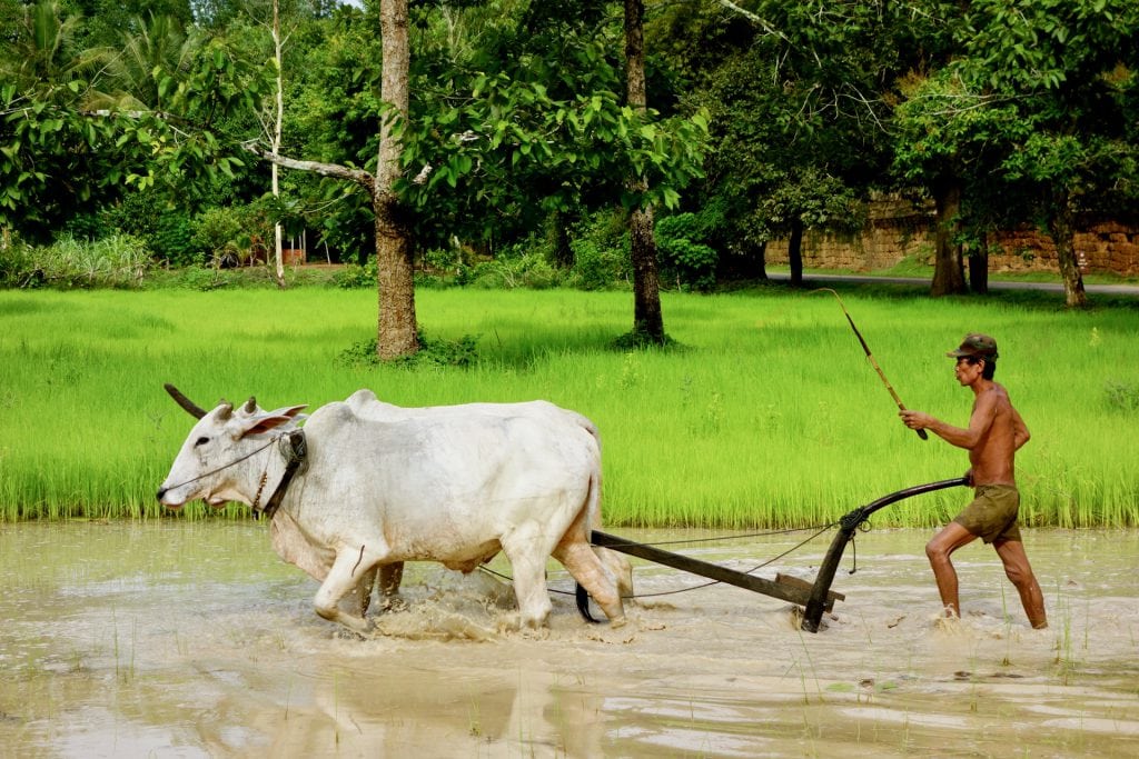 Cambodia farmer