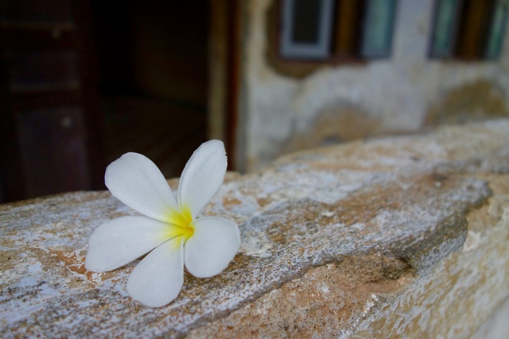 Flower Tuol Sleng