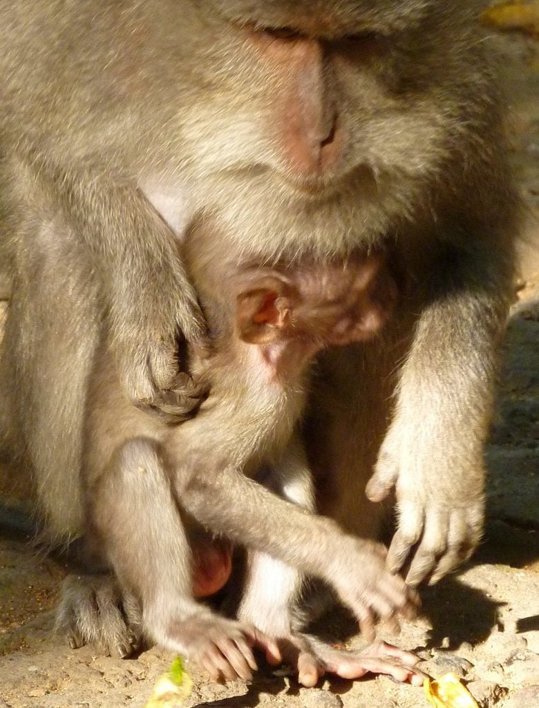 Monkey Forest Ubud Bali