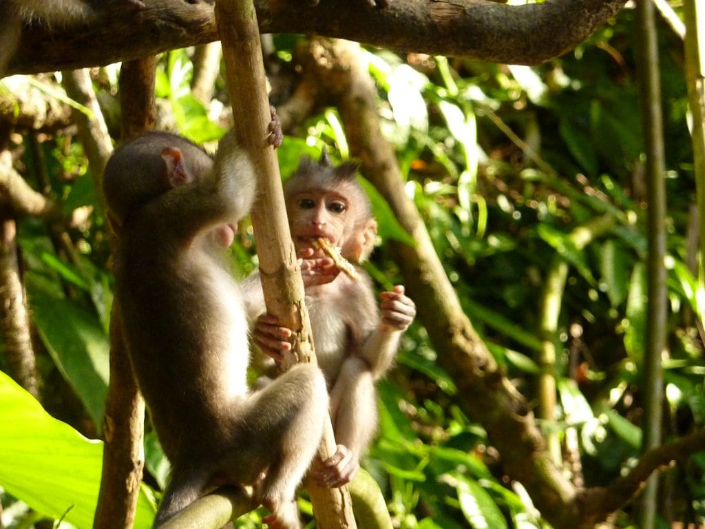 Monkey Forest Ubud Bali