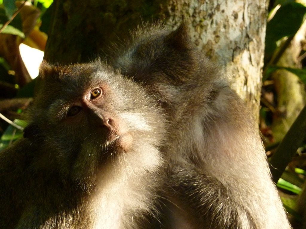 Monkey Forest Ubud Bali