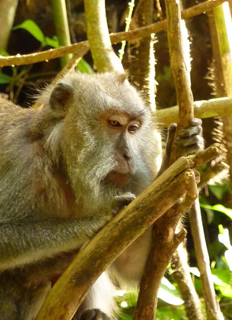 Monkey Forest Ubud Bali