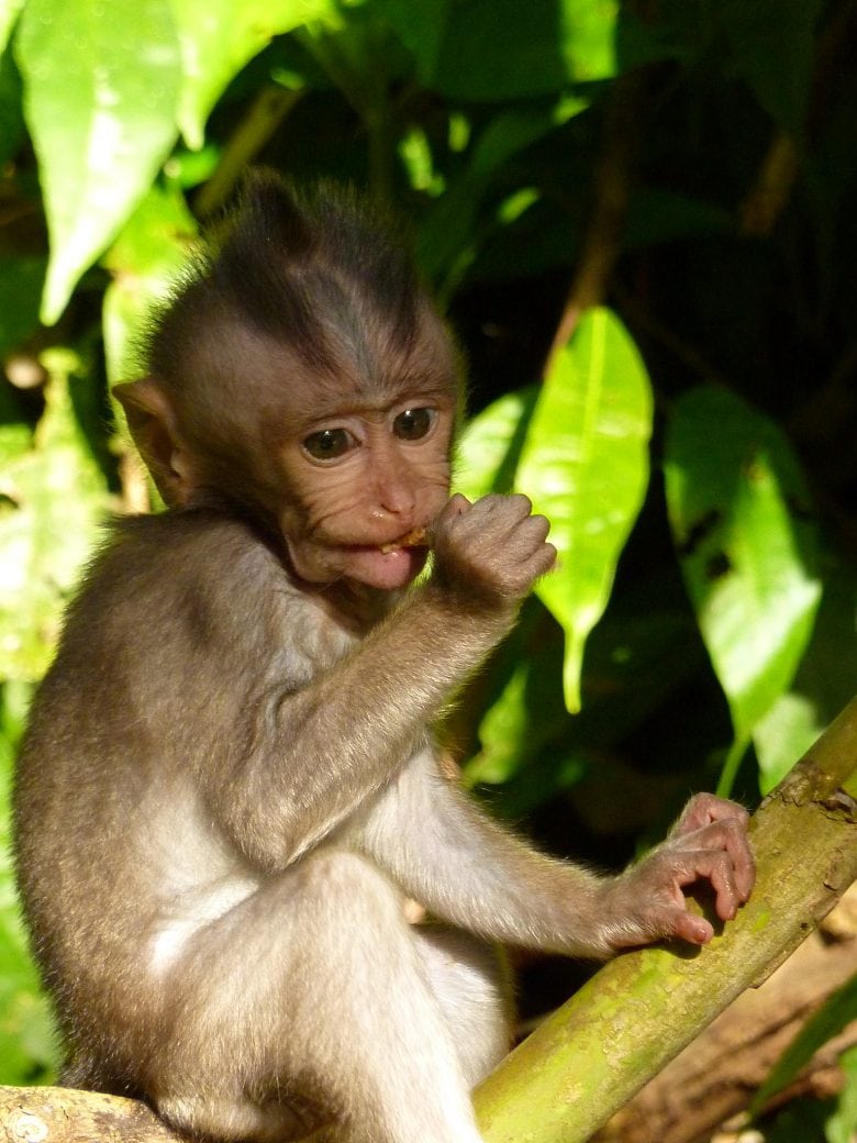 Monkey Forest Ubud Bali