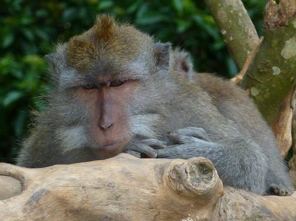 Monkey Forest Ubud Bali