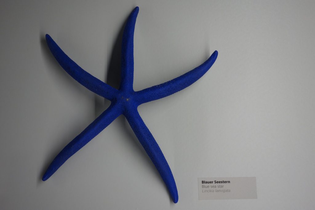 Blue sea star