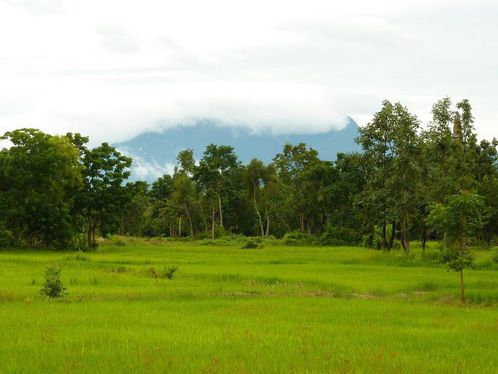 Sukhothai Thailand rice fields