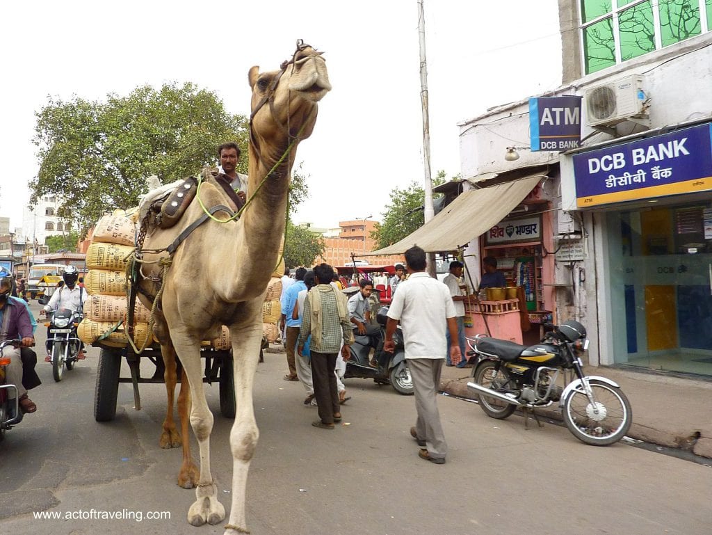 Camel on street