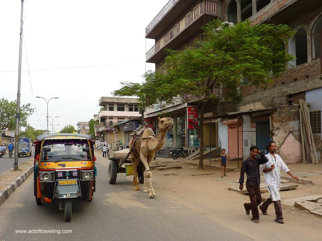 Camel tuk tuk india