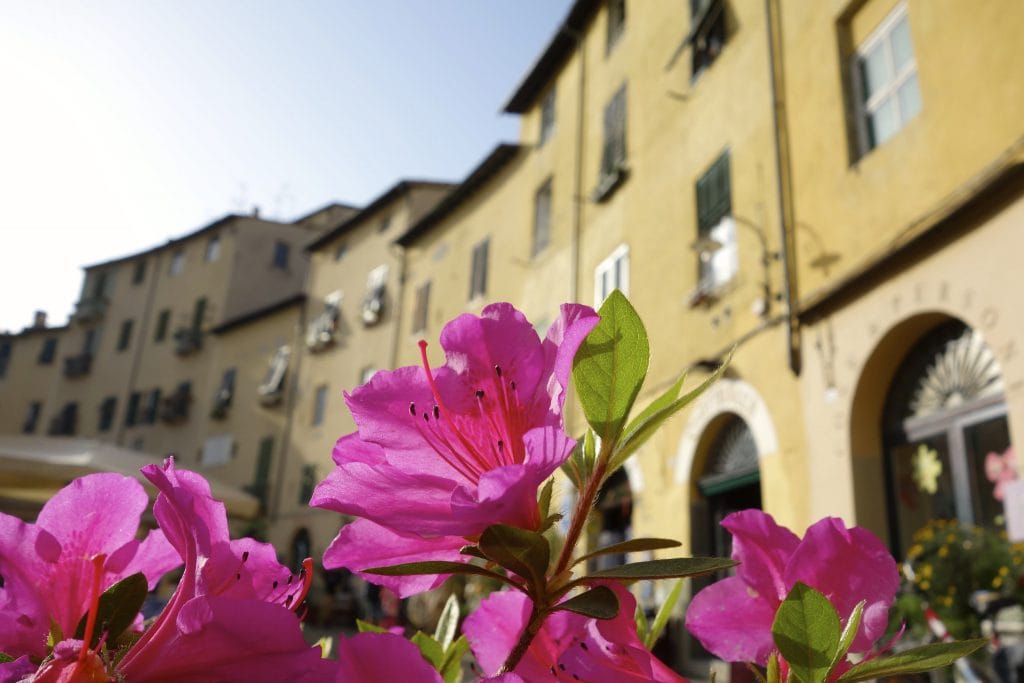 Flower with houses in Lucca in the back