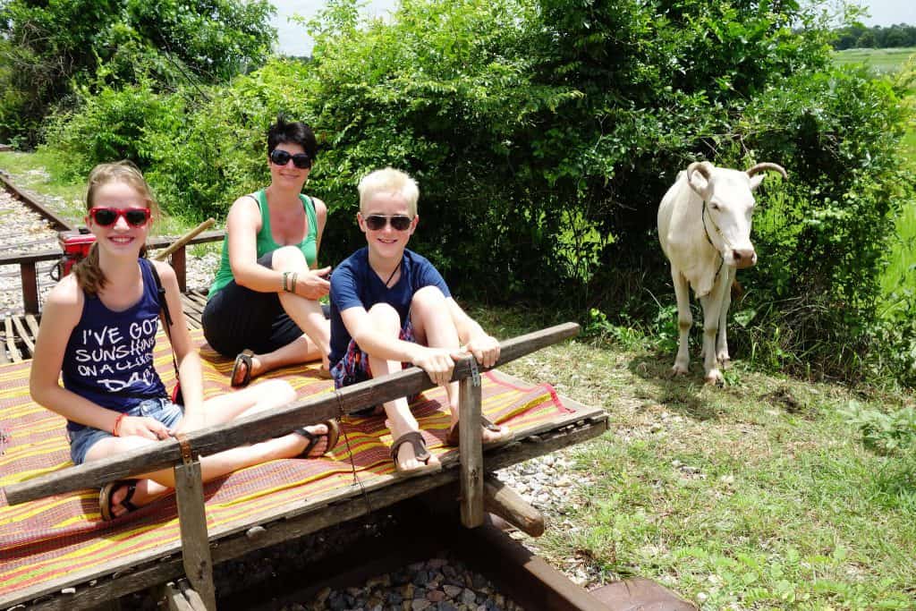 Cow near track bamboo train