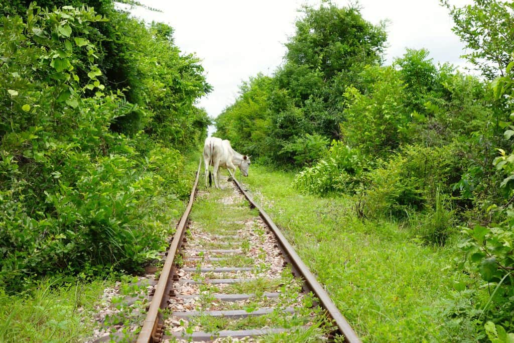 Cow on track bamboo train