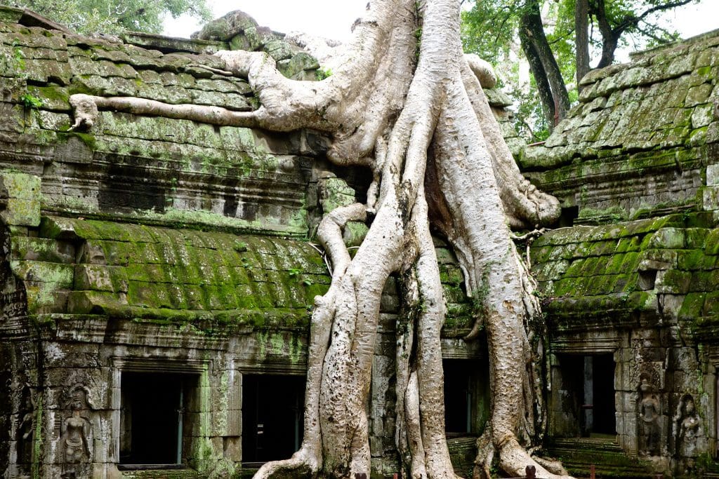 Tree covering temple