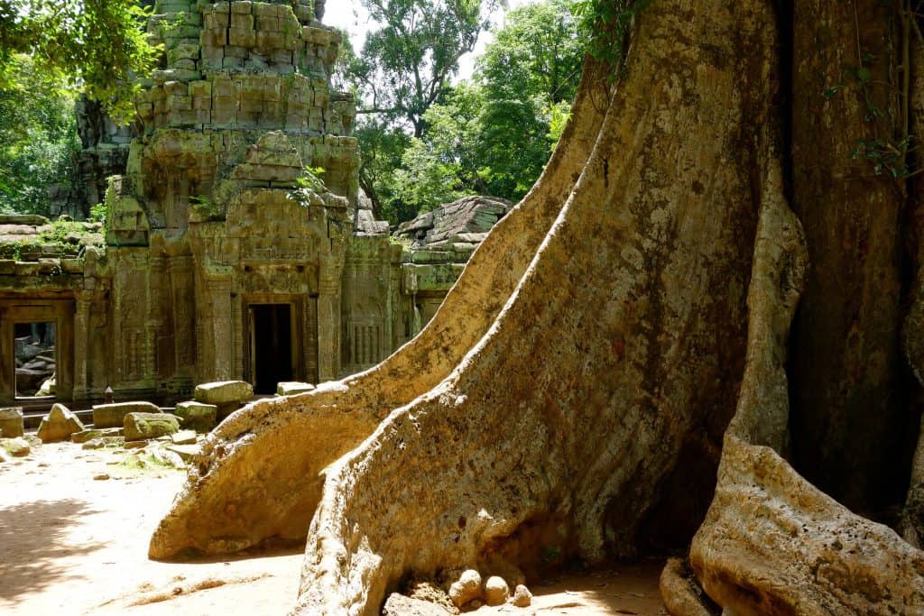 Enormous tree roots Ta Prohm