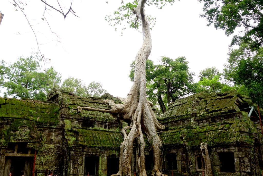 Famous tree on temple Ta Prohm