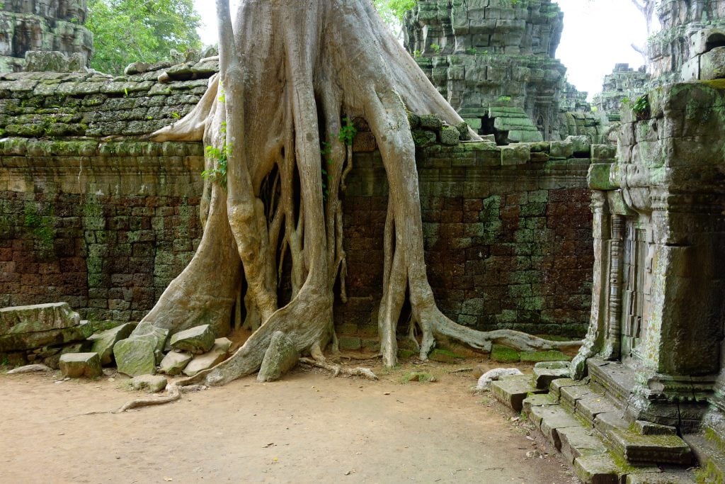 Tree covering temple wall