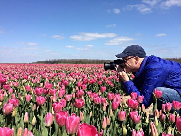 Taking pictures of a tulip field