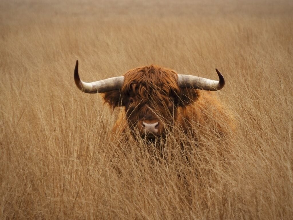 Scottish Highlander Veluwe Holland