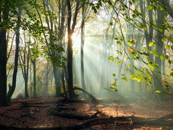 Morning sunlight in forest